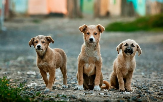 Operation Downpour, 20 Neglected Dogs Rescued from Arkansas Find Refuge in Boca Raton's Tri County Animal Rescue