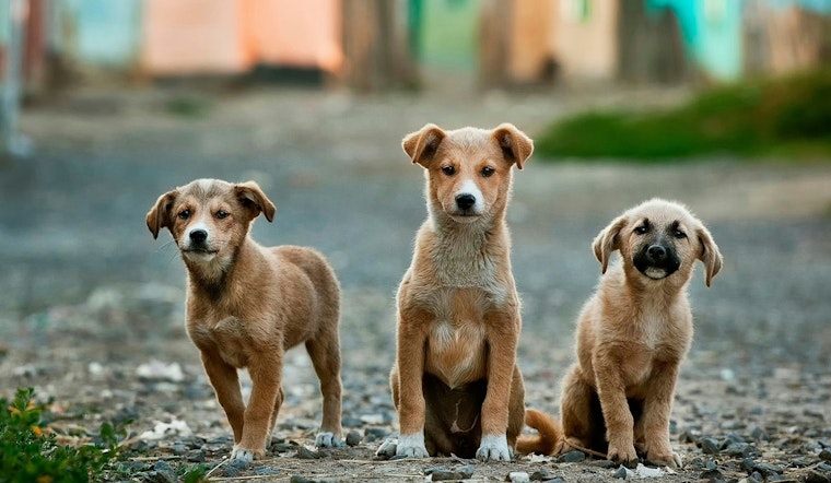 Operation Downpour, 20 Neglected Dogs Rescued from Arkansas Find Refuge in Boca Raton's Tri County Animal Rescue
