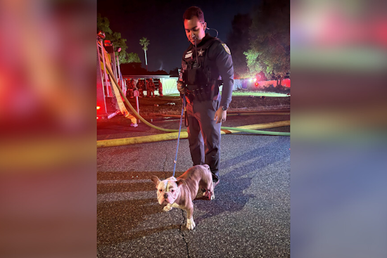 Orange County Sheriff's Deputy Hailed as Hero for Daring Rescue of Dog from House Fire