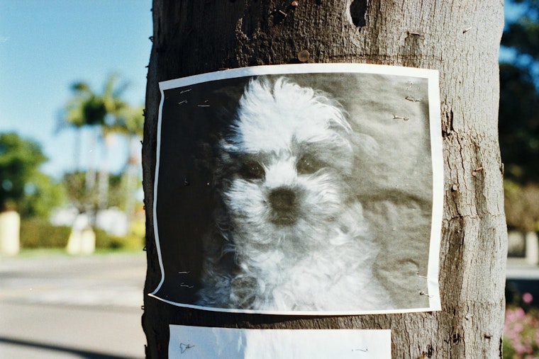 Oregon Humane Society Alerts Pet Owners to Impostors Exploiting Lost Pet Anxiety with Fraudulent Medical Expense Scams