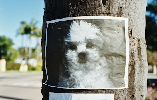 Oregon Humane Society Alerts Pet Owners to Impostors Exploiting Lost Pet Anxiety with Fraudulent Medical Expense Scams