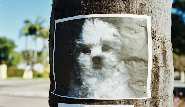 Oregon Humane Society Alerts Pet Owners to Impostors Exploiting Lost Pet Anxiety with Fraudulent Medical Expense Scams