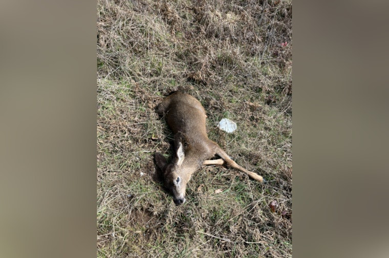 Oregon State Police Investigate Illegal Killing of Two Juvenile Deer, Seek Public's Help via TIP Hotline