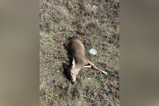 Oregon State Police Investigate Illegal Killing of Two Juvenile Deer, Seek Public's Help via TIP Hotline