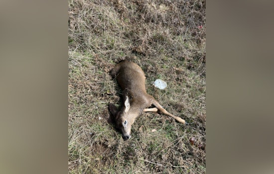 Oregon State Police Investigate Illegal Killing of Two Juvenile Deer, Seek Public's Help via TIP Hotline
