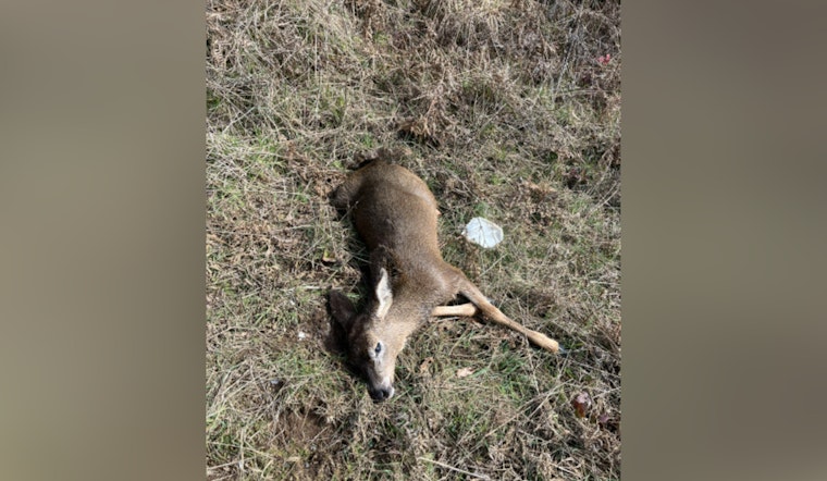 Oregon State Police Investigate Illegal Killing of Two Juvenile Deer, Seek Public's Help via TIP Hotline