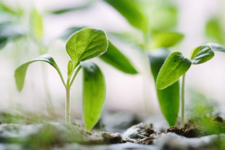 ORNL Scientist Dave Weston Spearheads Breakthrough Plant Resilience Research Using AI and Robotics