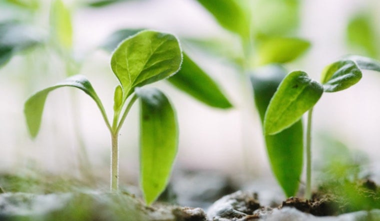 ORNL Scientist Dave Weston Spearheads Breakthrough Plant Resilience Research Using AI and Robotics