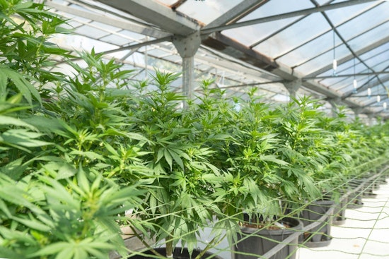 Over 1,100 Cases of Cannabis Exposure in NC Children Spark Safety Concerns