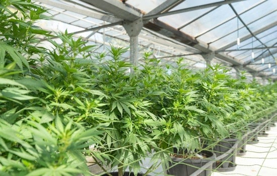 Over 1,100 Cases of Cannabis Exposure in NC Children Spark Safety Concerns