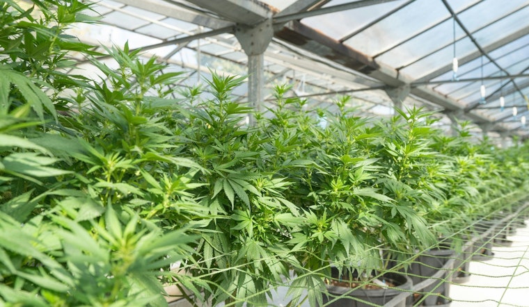 Over 1,100 Cases of Cannabis Exposure in NC Children Spark Safety Concerns