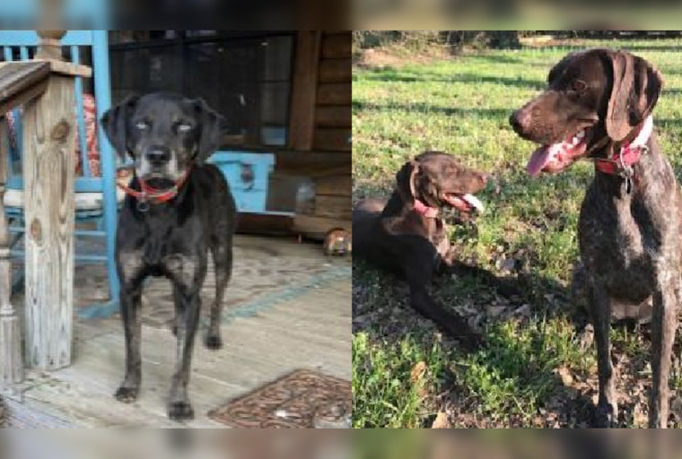 Panola County Shaken by Serial Dog Killings, Sheriff's Office Seeks Leads in Batesville Area