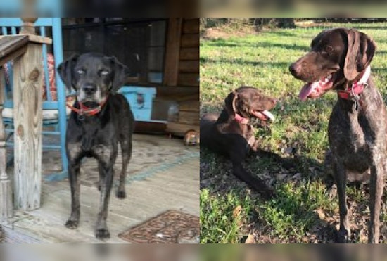 Panola County Shaken by Serial Dog Killings, Sheriff's Office Seeks Leads in Batesville Area
