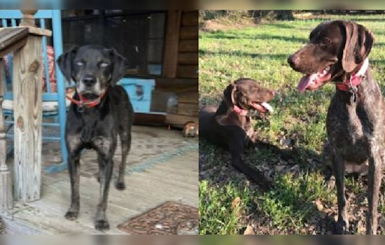 Panola County Shaken by Serial Dog Killings, Sheriff's Office Seeks Leads in Batesville Area