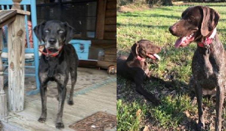Panola County Shaken by Serial Dog Killings, Sheriff's Office Seeks Leads in Batesville Area