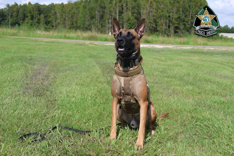 Pasco Sheriff's Office Celebrates Canine Unit on National Puppy Day, Highlights Rigorous Training and Dedication to Public Service