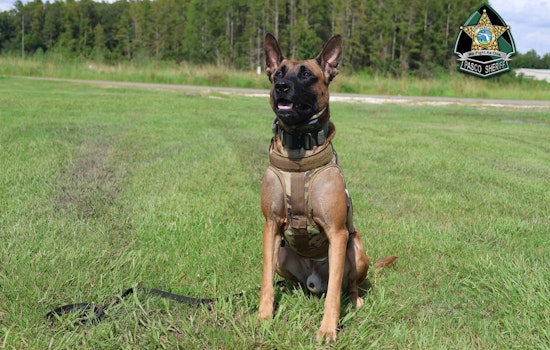 Pasco Sheriff's Office Celebrates Canine Unit on National Puppy Day, Highlights Rigorous Training and Dedication to Public Service