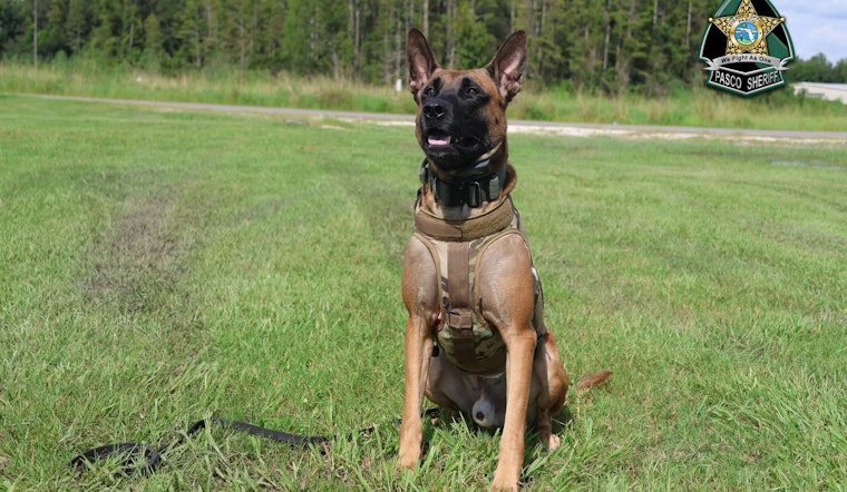Pasco Sheriff's Office Celebrates Canine Unit on National Puppy Day, Highlights Rigorous Training and Dedication to Public Service