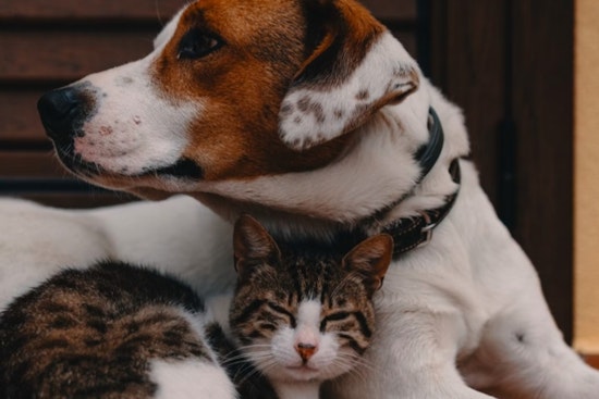 Penn Vet's Katie Krebs Advises on Critical Canine and Feline Health Symptoms Not to Ignore