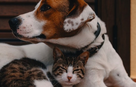 Penn Vet's Katie Krebs Advises on Critical Canine and Feline Health Symptoms Not to Ignore
