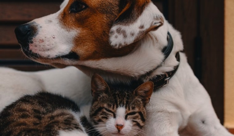 Penn Vet's Katie Krebs Advises on Critical Canine and Feline Health Symptoms Not to Ignore