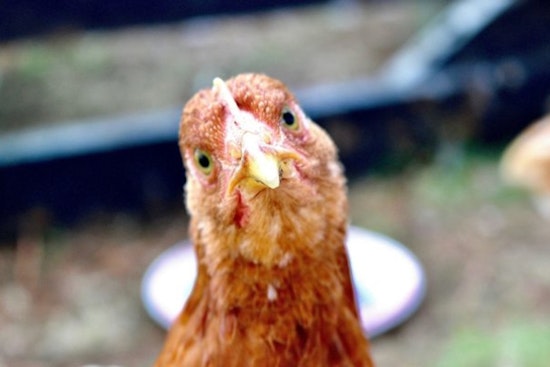 Philadelphia Releases Informative FAQ on Bird Flu Amid National Concerns