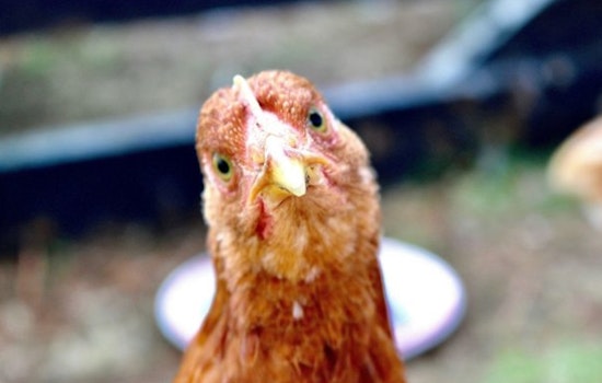 Philadelphia Releases Informative FAQ on Bird Flu Amid National Concerns