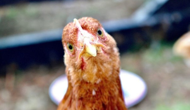 Philadelphia Releases Informative FAQ on Bird Flu Amid National Concerns