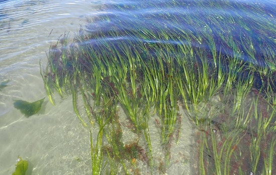 Pierce County Launches Eelgrass Conservation Project with $500K Grant to Safeguard Puget Sound's Marine Ecosystems