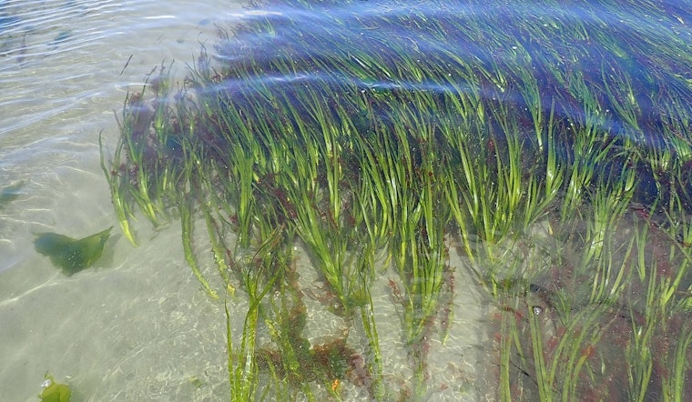 Pierce County Launches Eelgrass Conservation Project with $500K Grant to Safeguard Puget Sound's Marine Ecosystems