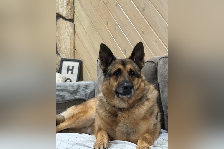 Pinellas County Sheriff's Office Mourns Loss of Esteemed Retired K-9 Reggie