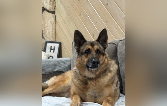 Pinellas County Sheriff's Office Mourns Loss of Esteemed Retired K-9 Reggie