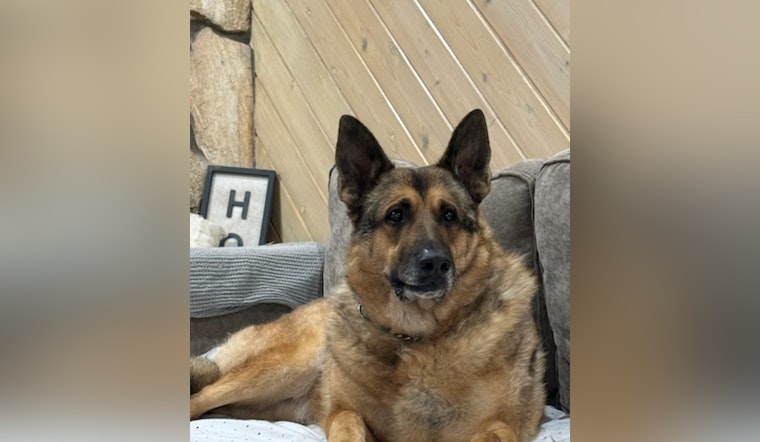 Pinellas County Sheriff's Office Mourns Loss of Esteemed Retired K-9 Reggie