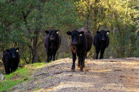 Placer County Introduces Cattle Grazing at Hidden Falls Park to Reduce Wildfire Risk and Improve Ecosystem