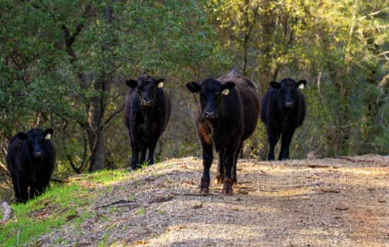 Placer County Introduces Cattle Grazing at Hidden Falls Park to Reduce Wildfire Risk and Improve Ecosystem