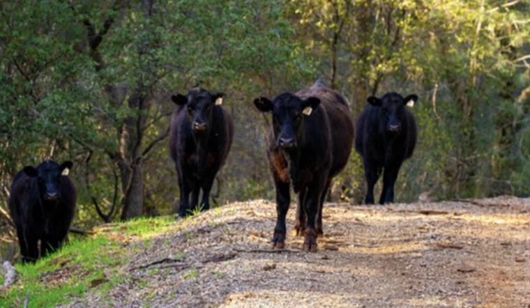 Placer County Introduces Cattle Grazing at Hidden Falls Park to Reduce Wildfire Risk and Improve Ecosystem