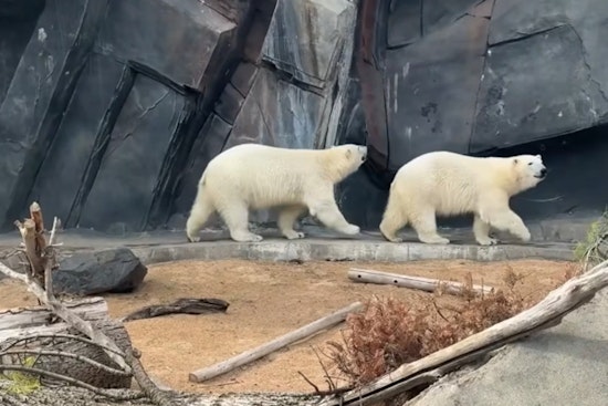 Polar Bear Twins Captivate Visitors at Saint Louis Zoo's McDonnell Polar Bear Point