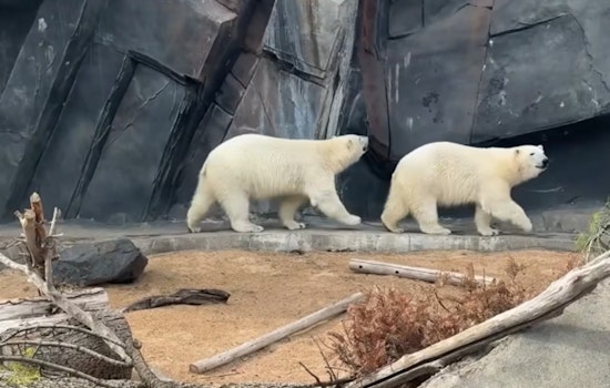 Polar Bear Twins Captivate Visitors at Saint Louis Zoo's McDonnell Polar Bear Point