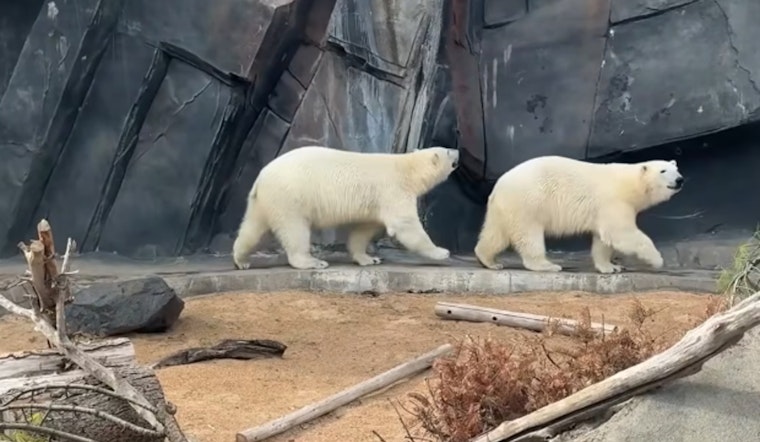 Polar Bear Twins Captivate Visitors at Saint Louis Zoo's McDonnell Polar Bear Point