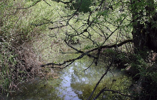 Portland Residents Advised to Avoid Bridlemile and Fanno Creeks After Sewage Spill