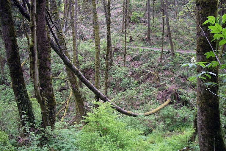 Portland's Forest Park Faces Tree Clearing for PGE Powerline Expansion Despite Public Opposition