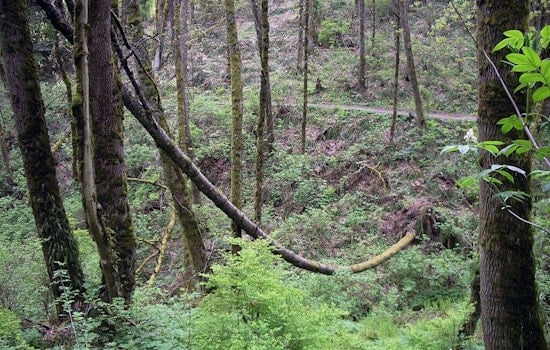 Portland's Forest Park Faces Tree Clearing for PGE Powerline Expansion Despite Public Opposition