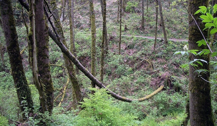 Portland's Forest Park Faces Tree Clearing for PGE Powerline Expansion Despite Public Opposition