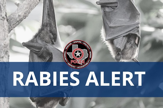Rabies Alert in Cedar Park, Authorities Warn Public After Bat Tests Positive