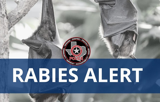 Rabies Alert in Cedar Park, Authorities Warn Public After Bat Tests Positive