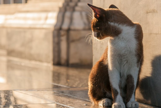 Rabies Alert in Edgewood: Stray Cat Tests Positive, Harford County Health Officials Issue Warning
