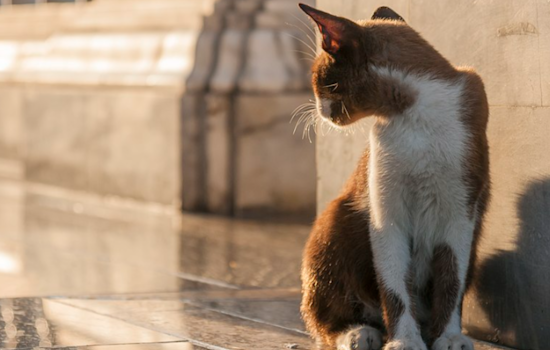 Rabies Alert in Edgewood: Stray Cat Tests Positive, Harford County Health Officials Issue Warning