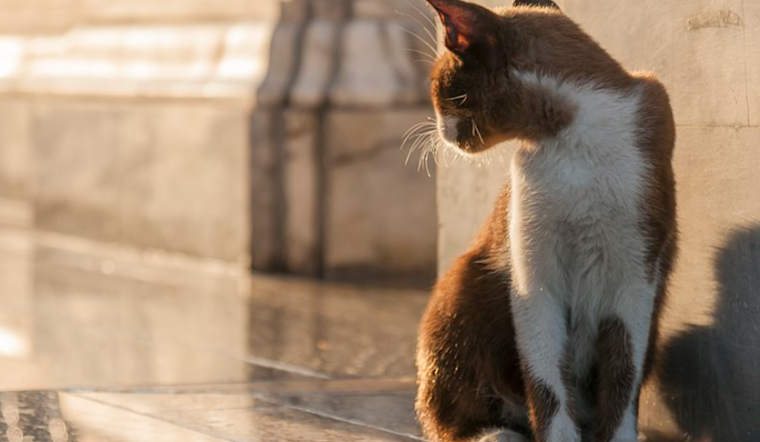 Rabies Alert in Edgewood: Stray Cat Tests Positive, Harford County Health Officials Issue Warning