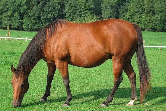Rabies Alert Issued for Southwest Miami-Dade Following Horse Testing Positive