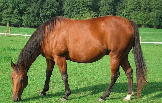 Rabies Alert Issued for Southwest Miami-Dade Following Horse Testing Positive